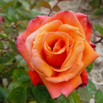 Rosa  'Royal Dane' - 