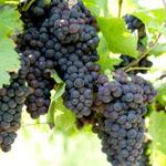 Vitis vinifera 'Venus' - 