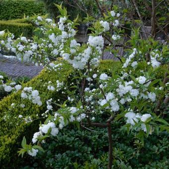 Prunus glandulosa 'Alba Plena'