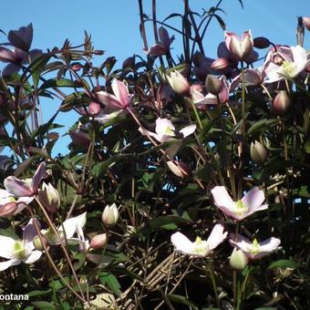 Clematis montana