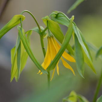 Uvularia grandiflora