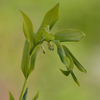 Polygonatum x hybridum 'Weihenstephan'