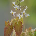 Epimedium stellulatum long leaf form - 