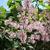 Syringa 'Miss Japan'