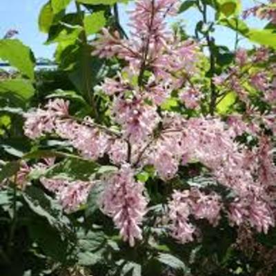 Syringa 'Miss Japan' - 