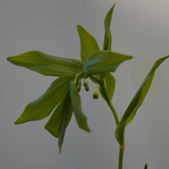 Polygonatum x hybridum 'Weihenstephan'