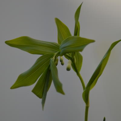 Polygonatum x hybridum 'Weihenstephan' 