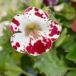 Mimulus 'Magic White Blotch' - 