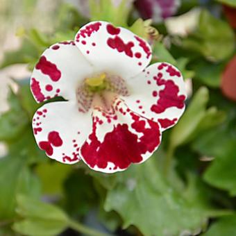 Mimulus 'Magic White Blotch'