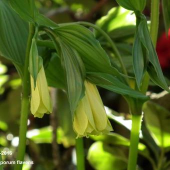 Disporum flavens