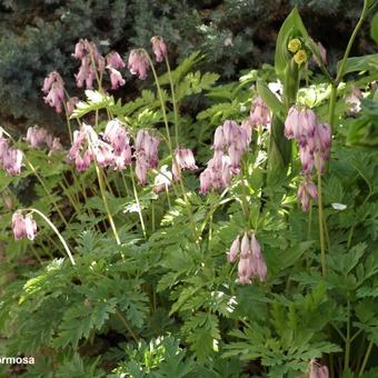 Dicentra formosa