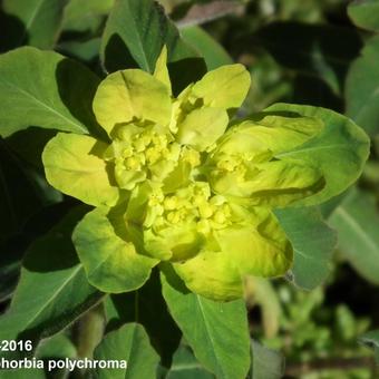 Euphorbia polychroma