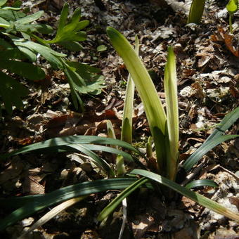 Liriope muscari 'Okina'