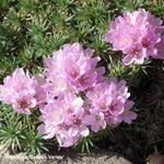 Armeria juniperifolia 'Bevan's Variety' - 