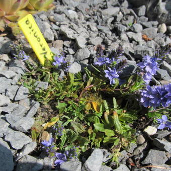 Veronica prostrata 'Blauspiegel'