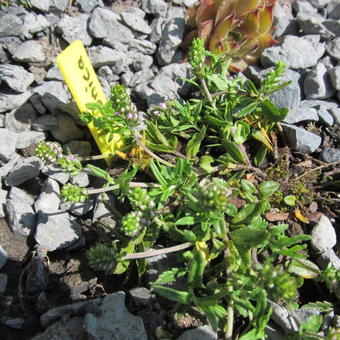 Veronica prostrata 'Mrs. Holt'