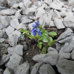 Polygala calcarea 'Bulley's form' - 