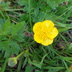 Ranunculus repens - Kriechender Hahnenfuß