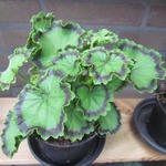 Pelargonium 'Distinction' - 