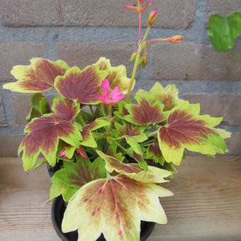 Pelargonium 'Lotusland' (Stellar type)