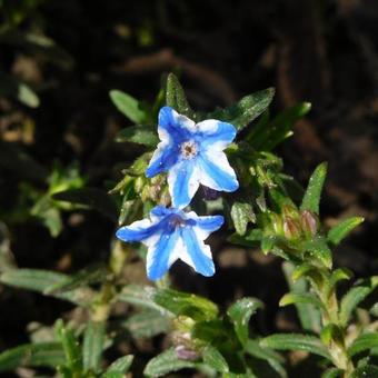 Lithodora diffusa 'Star'