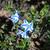 Lithodora diffusa 'Star'