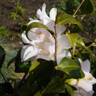 Camellia japonica 'Higo-hagoromo'