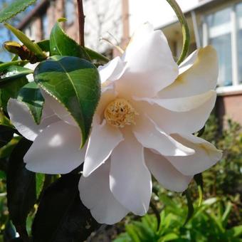 Camellia japonica 'Higo-hagoromo'