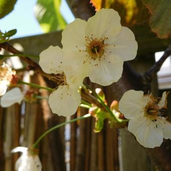 Prunus avium 'Stella'