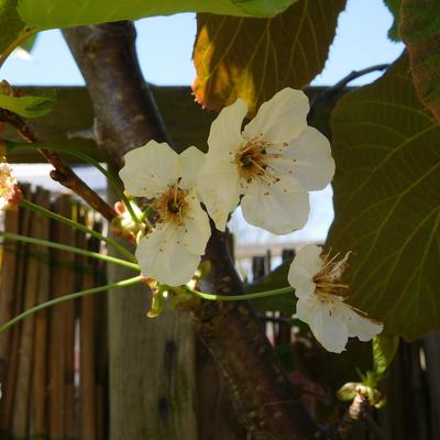 Prunus avium 'Stella' - 