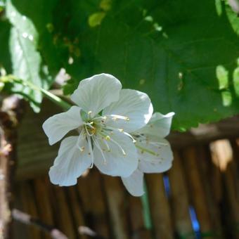 Prunus avium 'Stella'