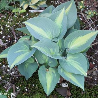 Hosta 'Touch of Class'