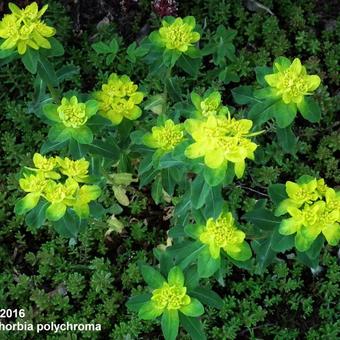 Euphorbia polychroma