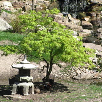 Acer palmatum 'Dissectum'