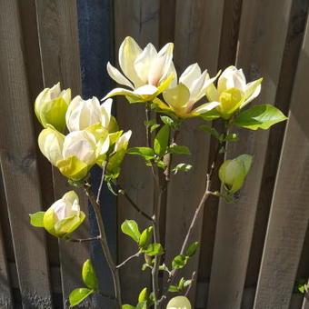 Magnolia 'Sunsation'