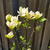 Magnolia 'Sunsation'