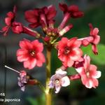 Primula japonica - Primevère du Japon - Primula japonica