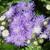 Ageratum