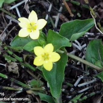 Lysimachia nemorum