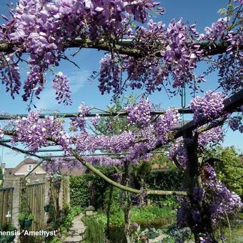 Wisteria sinensis 'Amethyst'