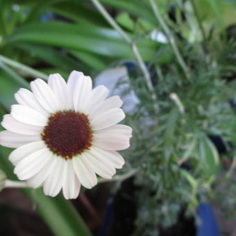 Rhodanthemum 'Casablanca'