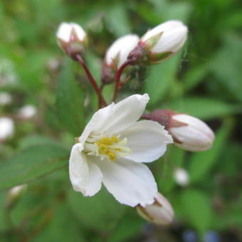 Deutzia lemoinei