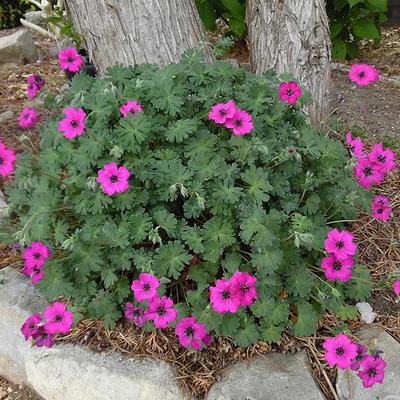 Geranium cinereum 'Signal' - 