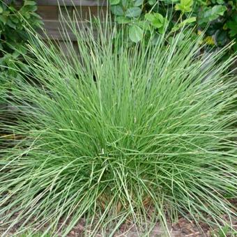 Festuca mairei