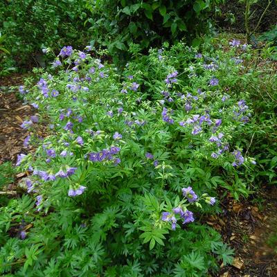 Polemonium caeruleum 'Lambrook Mauve' - Polemonium caeruleum 'Lambrook Mauve'