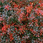 Berberis x media 'Red Jewel' - EPINE VINETTE 'RED JEWEL'