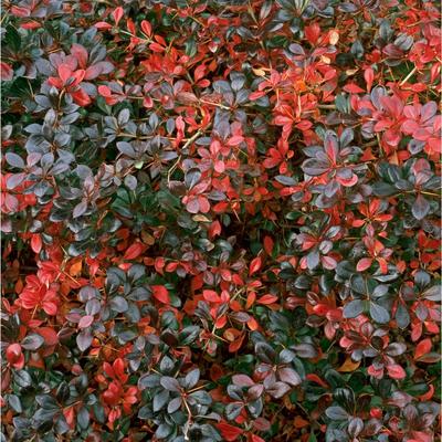 Berberis x media 'Red Jewel' - 