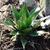 Agave montana