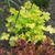 Heuchera 'Lime Marmalade'