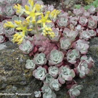 Sedum spathulifolium 'Purpureum'